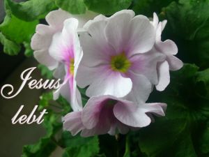 Jesus lebt - ohne Bibelvers Jesus lebt - ohne Bibelvers