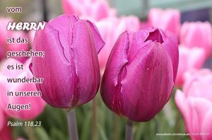 Psalm 118,23 - ...vom Herrn ist das geschehen, es ist wunderbar in unseren Augen Psalm 118,23 - ...vom Herrn ist das geschehen, es ist wunderbar in unseren Augen