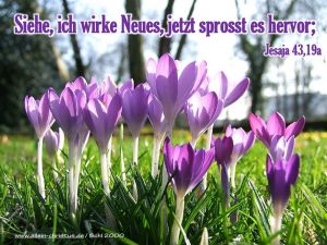 Jesaja 43,19 a - Siehe, ich wirke Neues, jetzt sprosst es hervor Jesaja 43,19 a - Siehe, ich wirke Neues, jetzt sprosst es hervor