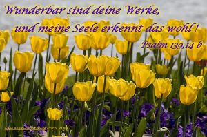 Psalm 139,14 b - Wunderbar sind deine Werke, und meine Seele erkennt das wohl! Psalm 139,14 b - Wunderbar sind deine Werke, und meine Seele erkennt das wohl!