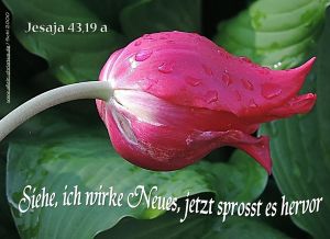 Jesaja 43,19 a - Siehe, ich wirke Neues, jetzt sprosst es hervor Jesaja 43,19 a - Siehe, ich wirke Neues, jetzt sprosst es hervor