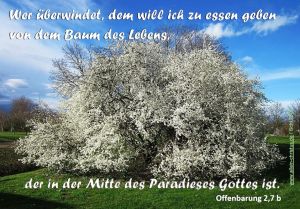 Offenbarung 2,7 b - Wer überwindet, dem will ich zu essen geben von dem Baum des Lebens, der in der Mitte des Paradieses Gottes ist. Offenbarung 2,7 b - Wer überwindet, dem will ich zu essen geben von dem Baum des Lebens, der in der Mitte des Paradieses Gottes ist.