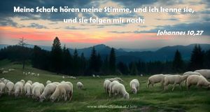Johannes 10,27 - Meine Schafe hören meine Stimme, und ich kenne sie, und sie folgen mir nach. Johannes 10,27 - Meine Schafe hören meine Stimme, und ich kenne sie, und sie folgen mir nach.