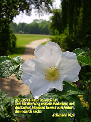 Johannes 14,6 - Jesus Christus spricht: Ich bin der Weg und die Wahrheit und das Leben, niemand kommt zum Vater denn durch mich. Johannes 14,6 - Jesus Christus spricht: Ich bin der Weg und die Wahrheit und das Leben, niemand kommt zum Vater denn durch mich.