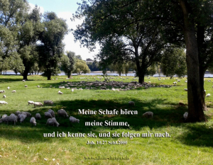 Johannes 10,27 - Meine Schafe hören meine Stimme, und ich kenne sie, und sie folgen mir nach. Johannes 10,27 - Meine Schafe hören meine Stimme, und ich kenne sie, und sie folgen mir nach.