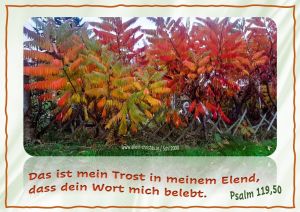 Psalm 119,50 - Das ist mein Trost in meinem Elend, dass dein Wort mich belebt. Psalm 119,50 - Das ist mein Trost in meinem Elend, dass dein Wort mich belebt.