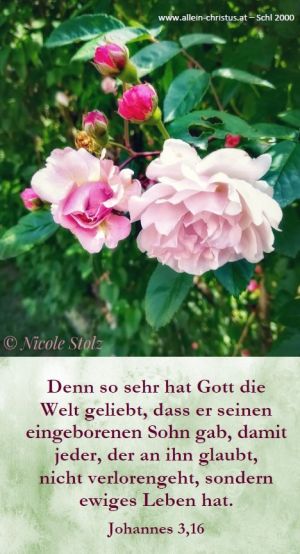 Johannes 3,16 - Denn so sehr hat Gott die Welt geliebt, dass er seinen eingeborenen Sohn gab, damit jeder, der an ihn glaubt, nicht verlorengeht, sondern ewiges Leben hat. Johannes 3,16 - Denn so sehr hat Gott die Welt geliebt, dass er seinen eingeborenen Sohn gab, damit jeder, der an ihn glaubt, nicht verlorengeht, sondern ewiges Leben hat.