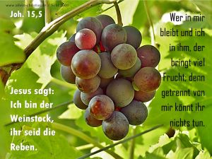 Johannes 15,5 - Jesus sagt: Ich bin der Weinstock, ihr seid die Reben. Johannes 15,5 - Jesus sagt: Ich bin der Weinstock, ihr seid die Reben.
