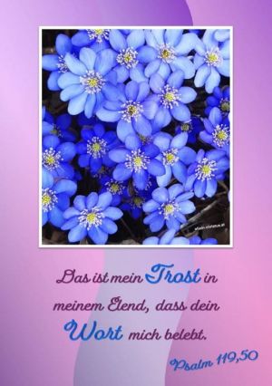 Psalm 119,50 - Das ist mein Trost in meinem Elend, dass dein Wort mich belebt. Psalm 119,50 - Das ist mein Trost in meinem Elend, dass dein Wort mich belebt.