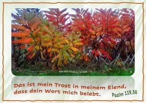 Psalm 119,50 - Das ist mein Trost in meinem Elend, dass dein Wort mich belebt. Psalm 119,50 - Das ist mein Trost in meinem Elend, dass dein Wort mich belebt.