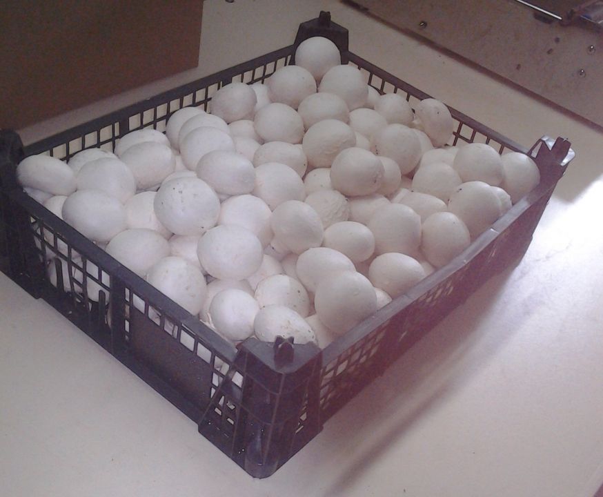 Грибы высшего сорта, подготовленные к продаже в пластиковой таре