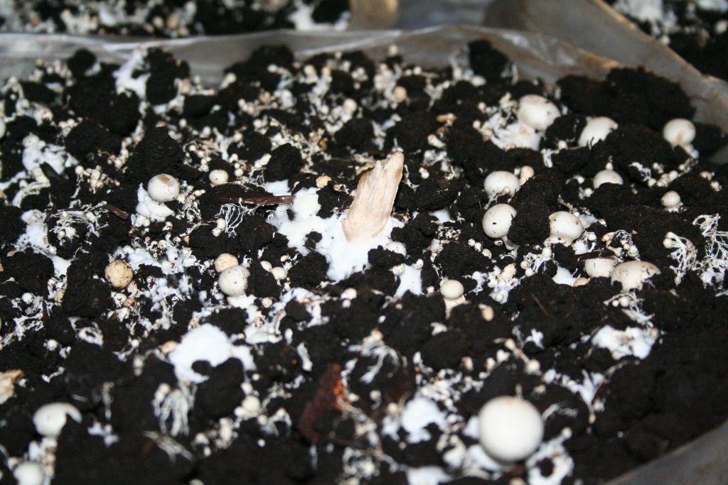 Не почищенная грядка