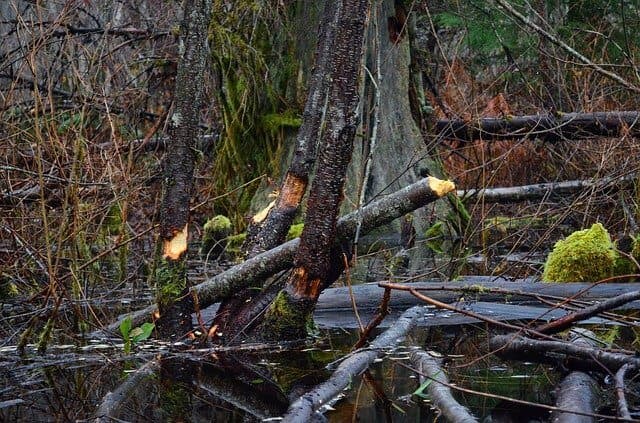 Охота на бобра Охота на бобра