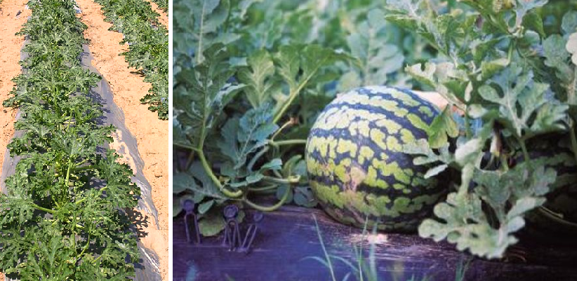 Применение мульчирующей пленки СВЕТЛИЦА ГРУНТ для бахчевых культур Применение мульчирующей пленки СВЕТЛИЦА ГРУНТ для бахчевых культур