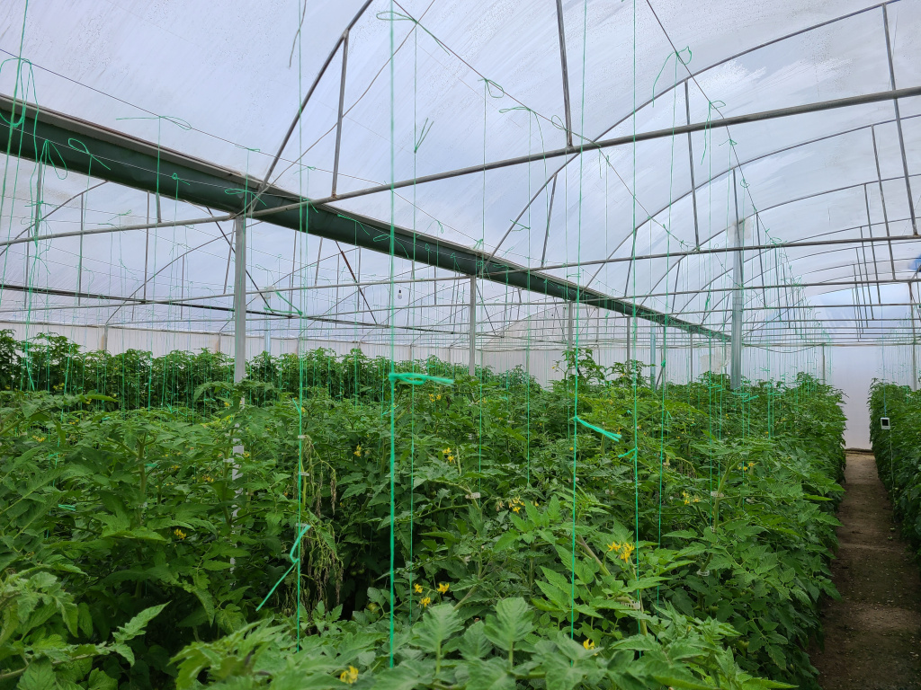 Светорассеивание в теплице Светорассеивание в теплице