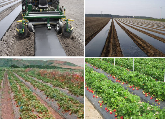 Применение пленки для мульчирования плантации земляники Применение пленки для мульчирования плантации земляники