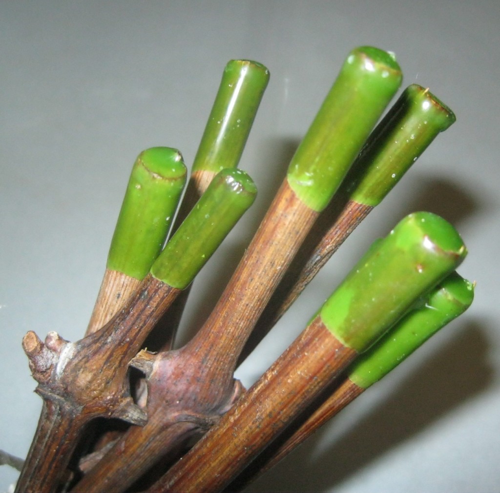 //cdn.optipic.io/site-1367/catalog/vosk_antitranspirant_/8974/9парафинирование-1024x1010.jpg //cdn.optipic.io/site-1367/catalog/vosk_antitranspirant_/8974/9парафинирование-1024x1010.jpg