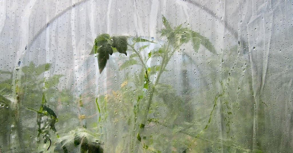 Капель в теплице Капель в теплице