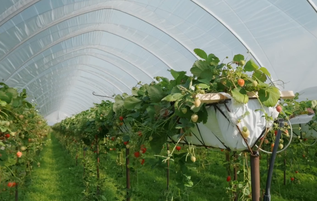 //cdn.optipic.io/site-1367/catalog/plenka_dlya_teplits_i_parnikov/plenka_neva_premium/8989/2024-10-30_12-53-04.png //cdn.optipic.io/site-1367/catalog/plenka_dlya_teplits_i_parnikov/plenka_neva_premium/8989/2024-10-30_12-53-04.png