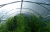 NEVA film width 3 meters (roll) NEVA film width 3 meters (roll)