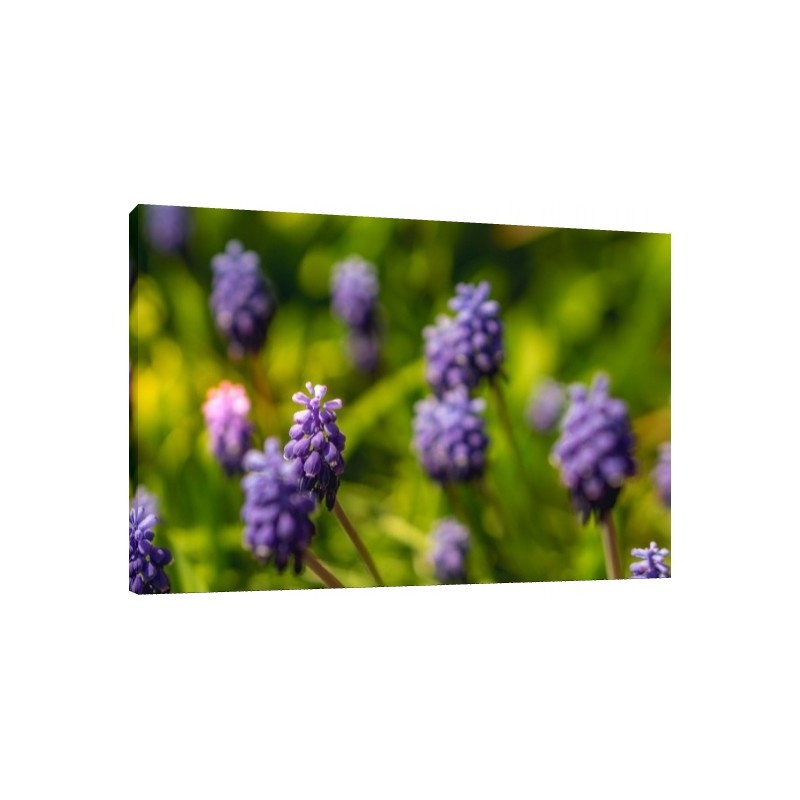 Tablou Lavanda Tablou Lavanda