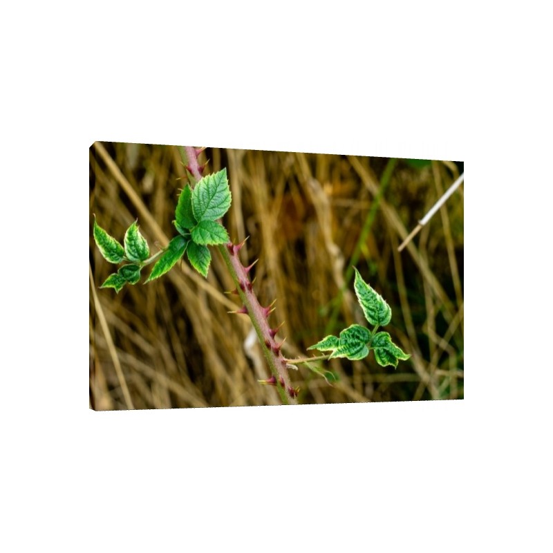 Tablou Natura Tablou Natura