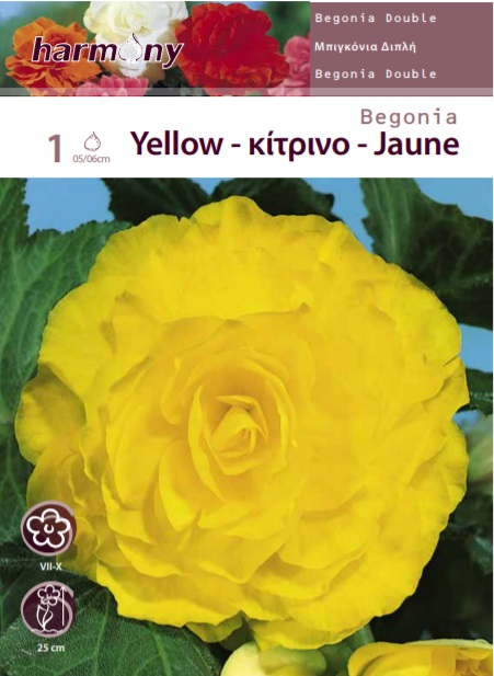 SPRING PLANTING BULBS: BEGONIA DOUBLE YELLOW TUBERS 1 PC 098