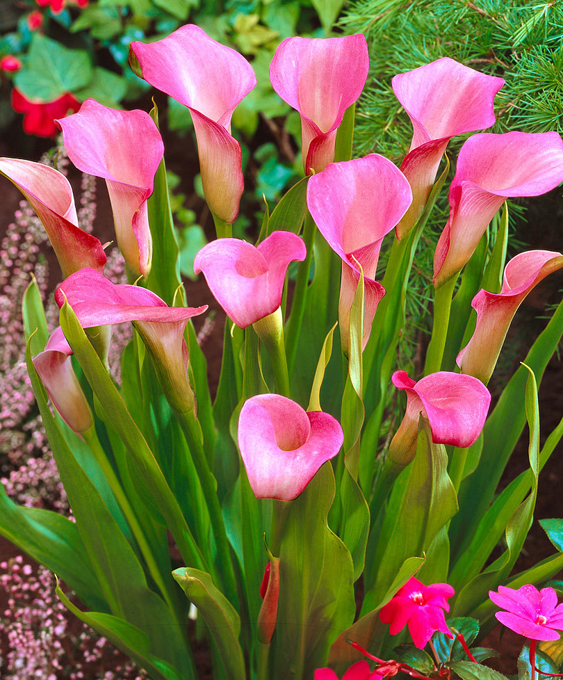 Spring Planting Bulbs Pink Calla Lily Zantedeschia Rehmannii Bulb Pc