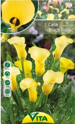 SPRING PLANTING BULBS: CALLA LILY BLACK MAGIC BULB 1 PC 106