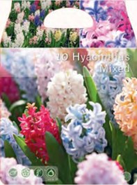 VITA HYACINTH BULBS MIXED 15 PCS 013 VITA ΒΟΛΒΟΙ ΖΟΥΜΠΟΥΛΙ (ΥΑΚΙΝΘΟΣ) ΜΙΓΜΑ 15 PCS 013