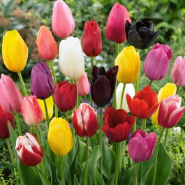 VITA TULIPS BULBS LONG STEMMED 300 MIX PCS 021 VITA ΤΟΥΛΙΠΕΣ ΨΗΛΕΣ ΒΟΛΒΟΙ ΜΙΓΜΑ 300 PCS 021