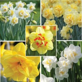 VITA NARCISSUS DOUBLE BULBS 125 PCS 032 VITA ΝΑΡΚΙΣΣΟΣ (ΖΑΜΠΑΚΙ) ΔΙΠΛΟΙ ΒΟΛΒΟΙ 125 PCS 032