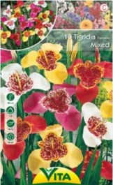 TIGRIDIA MIX BULBS  MIXED 10PCS 069 ΤΙΓΡΙΔΙΑ ΒΟΛΒΟΙ ΜΙΧ 10 PCS 069