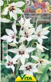 ΓΛΑΔΙΟΛΟΣ MURIELAE ΒΟΛΒΟΙ 10 PCS 071 GLADIOLUS MURIELAE BULBS 10PCS 071