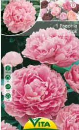 PAEONIA PINK BULBS 1 PC 076 ΠΑΙΩΝΙΑ ΡΟΖ ΒΟΛΒΟΙ 1 PC 076 