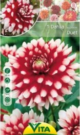 DAHLIA DUET BULBS 1 PC 081 ΝΤΑΛΙΑ DUET ΒΟΛΒΟΙ 1 PC 081