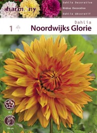 DAHLIA NOORDWIJKS GLORIE TUBER 1 PC 083 ΝΤΑΛΙΑ NOORDWIJKS GLORIE ΚΟΝΔΥΛΟΣ 1 PC 083