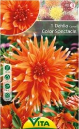 DAHLIA COLOR SPECTACLE BULBS 1 PC 086 ΝΤΑΛΙΑ COLOR SPECTACLE ΒΟΛΒΟΙ 1 PC 086