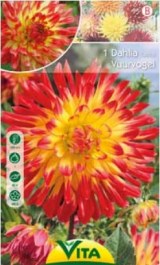 DAHLIA 'VUURVOGEL' BULBS 1 PC 089 ΝΤΑΛΙΑ  'VUURVOGEL'  ΒΟΛΒΟΙ 1 PC 089