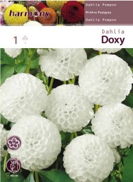 DAHLIA POMPON DOXY 1 PC 090 ΝΤΑΛΙΑ POMPON DOXY ΚΟΝΔΥΛΟΣ 1 PC 090