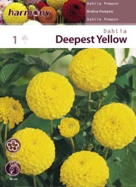 DAHLIA POMPON DEEPEST YELLOW TUBERS 1 PC 092 ΝΤΑΛΙΑ POMPON ΒΑΘΥ ΚΙΤΡΙΝΟ ΚΟΝΔΥΛΟΣ 1 PC 090