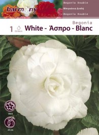 BEGONIA DOUBLE WHITE TUBERS 1 PC 097 ΛΕΥΚΗ ΜΠΙΓΚΟΝΙΑ ΔΙΠΛΗ ΚΟΝΔΥΛΟΙ 1 PC 097