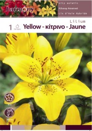 LILIUM YELLOW BULBS 1 PCS 100 ΛΙΛΙΟΥΜ ΚΙΤΡΙΝΟ ΒΟΛΒΟΙ 1 PCS 100