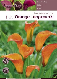 ORANGE CALLA LILY ZANTEDESCHIA BULB 1 PC 105B ΠΟΡΤΟΚΑΛΙ ΚΡΙΝΟΣ ZANTEDESCHIA REHMANNII ΒΟΛΒΟΣ 1 PC 105B