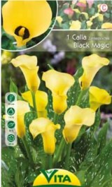 CALLA LILY BLACK MAGIC BULB 1 PC 106 ΚΙΤΡΙΝΟΣ ΚΡΙΝΟΣ BLACK MAGIC ΒΟΛΒΟΣ 1 PC 106