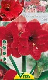 VITA AMARYLLIS BULBS SINGLE RED HIPPEASTRUM 1 PC 112 VITA ΒΟΛΒΟΣ ΑΜΑΡΥΛΛΙΔΑ ΜΟΝΗ ΚΟΚΚΙΝΗ HIPPEASTRUM 1 PC 112