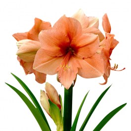 VITA AMARYLLIS BULBS SINGLE SAUMON 1 PC 113 VITA ΒΟΛΒΟΣ ΑΜΑΡΥΛΛΙΔΑ ΜΟΝΗ  ΣΟΜΟΝ1 PC 113