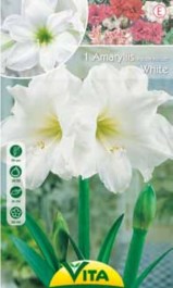 VITA AMARYLLIS BULBS SINGLE WHITE HIPPEASTRUM 1 PC 115 VITA ΒΟΛΒΟΣ ΑΜΑΡΥΛΛΙΔΑ ΜΟΝΗ ΛΕΥΚΗ HIPPEASTRUM 1 PC 115