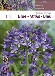 AGAPANTHUS BLUE - AFRICAN LILY BULBS 1 PC 117 ΑΓΑΠΑΝΘΟΣ ΜΠΛΕ ΒΟΛΒΟΣ 1 PC 117