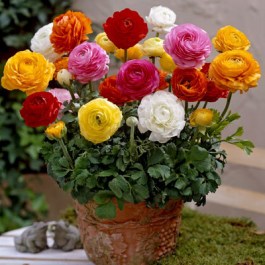 VITA RANUNCULUS DOUBLE BULBS 1250 PCS 061 VITA ΝΕΡΑΓΚΟΥΛΕΣ ΒΟΛΒΟΙ 1250 PCS 061
